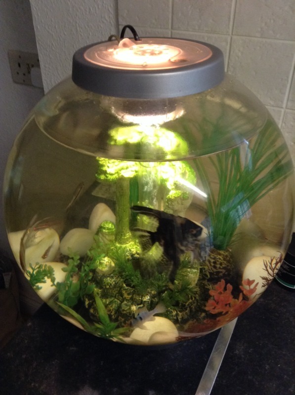BIORB 30L fish tank full set up inc fish and stand in Exeter, Devon
