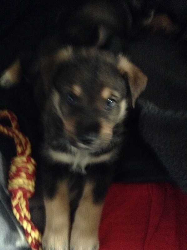 Beautiful Rottsky puppies for sale in Beckenham, London Gumtree