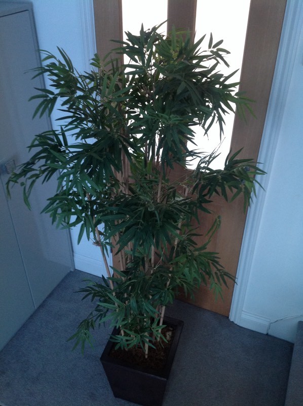 Fake Bamboo Plant in Brentwood, Essex Gumtree