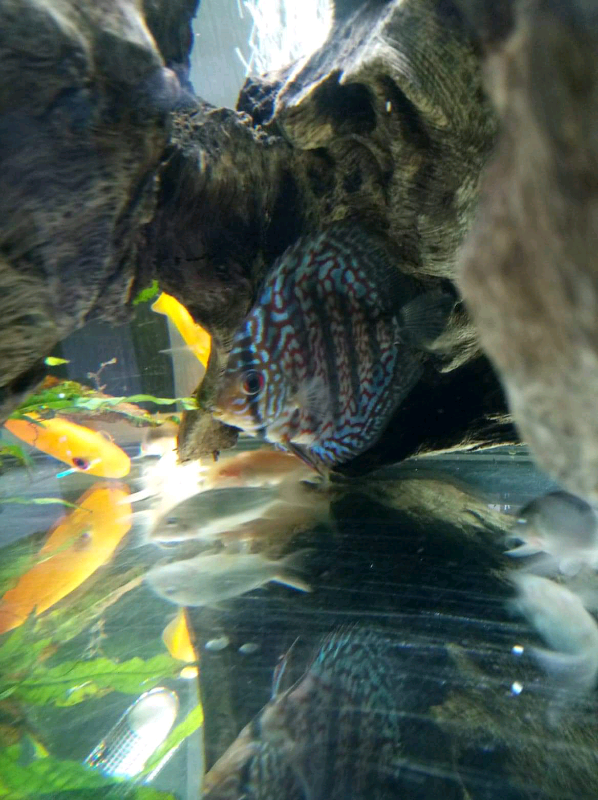 DISCUS FISH MUST GO in Hamilton, South Lanarkshire Gumtree