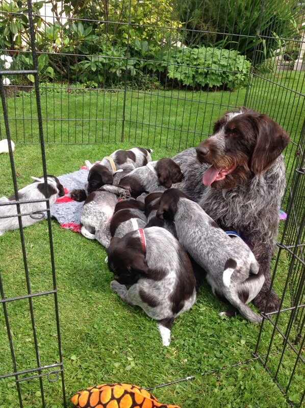 German Wire Haired Pointer Puppies For Sale In Falkirk Gumtree