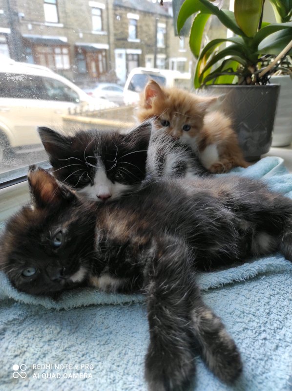 Kittens in Bradford, West Yorkshire Gumtree