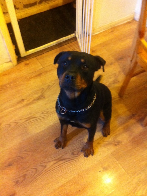 Staffweiler for sale in North Shields, Tyne and Wear Gumtree