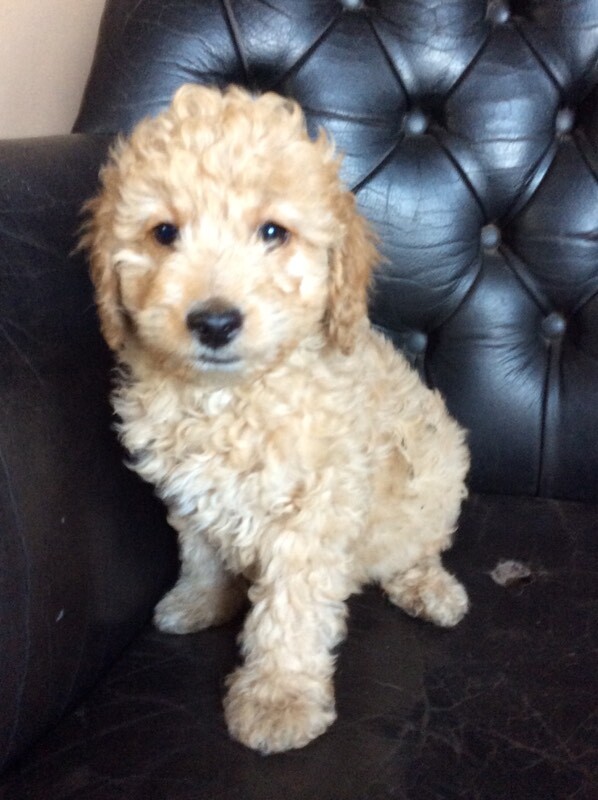 Miniature poodles,PRA clear. in Barnsley, South Yorkshire Gumtree