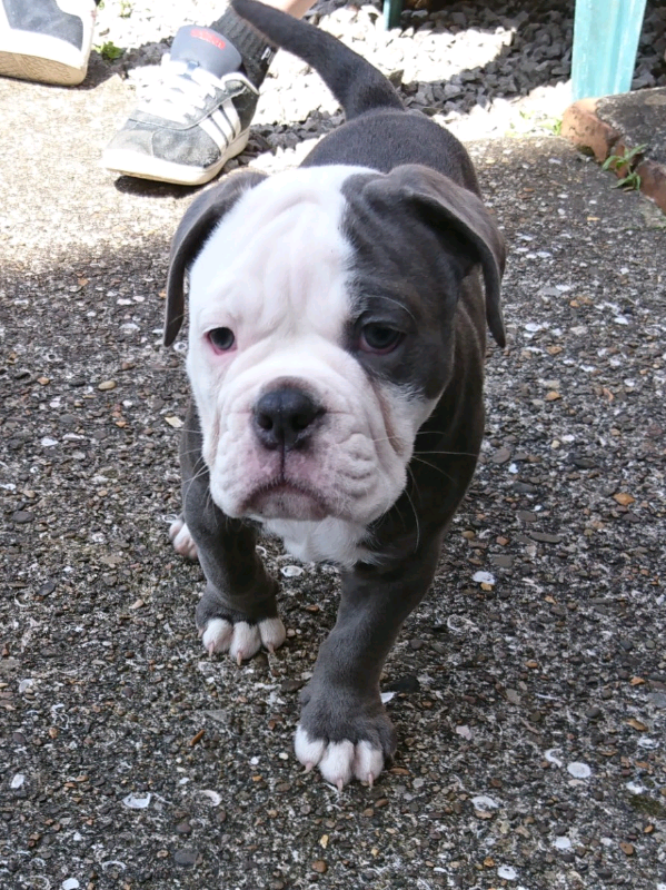 Olde English Bulldog Puppy For Sale in Skewen, Neath Port Talbot