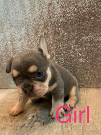 French Bulldog In Manchester Dogs Puppies For Sale Gumtree