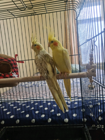 cockatiel for sale uk