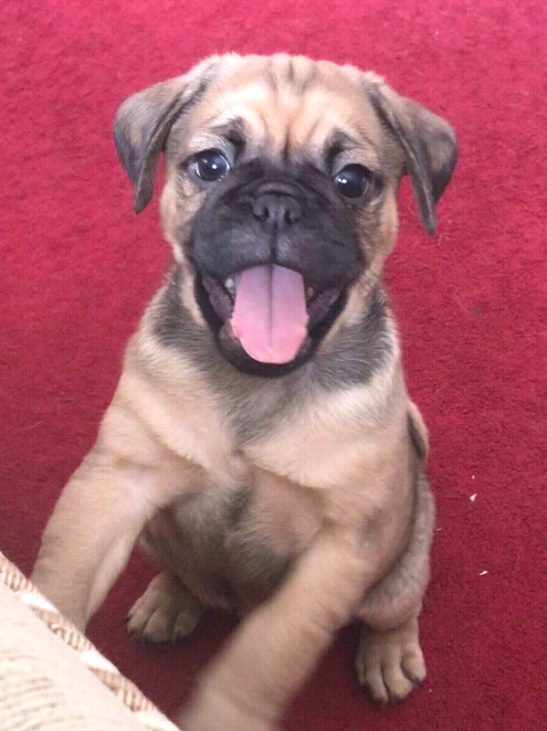 Pugalier Pug X 3 4 Pug In Stoke On Trent Staffordshire Gumtree