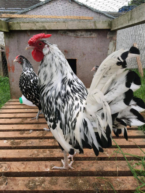 Bantam hens for sale chickens poultry in Portadown, County Armagh