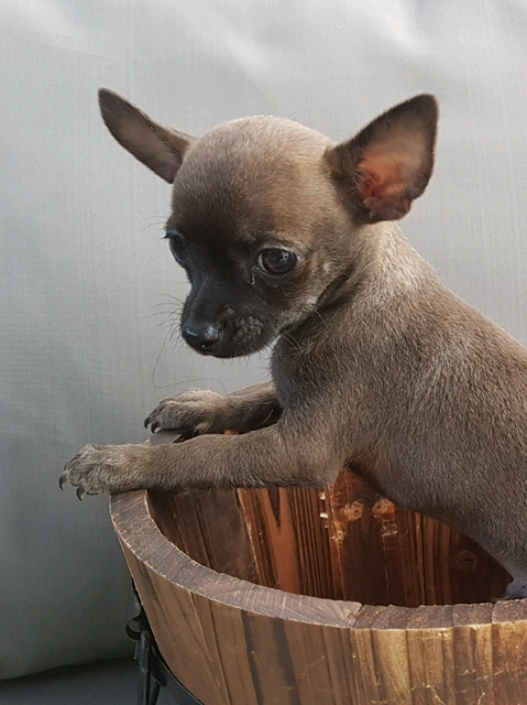 45+ Show Me Pictures Of Applehead Chihuahuas - l2sanpiero
