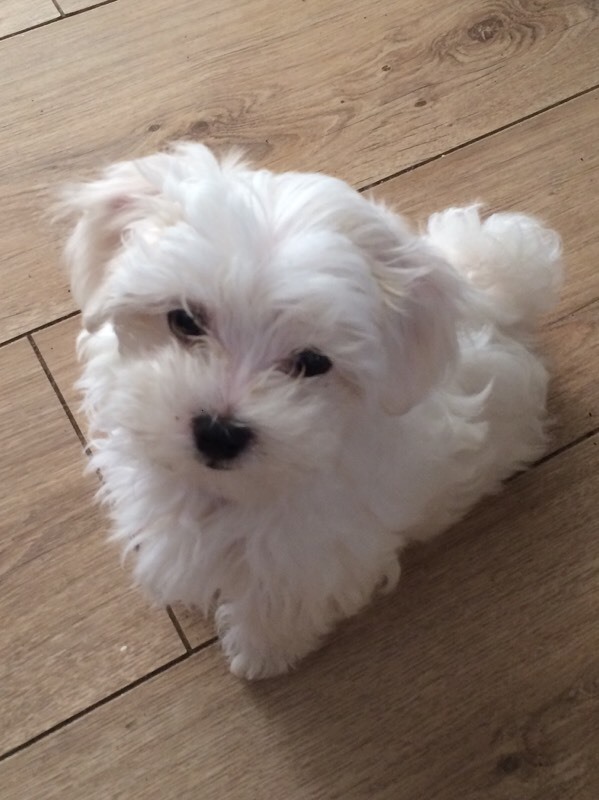 Maltese terrier pups for sale in Hamilton, South Lanarkshire