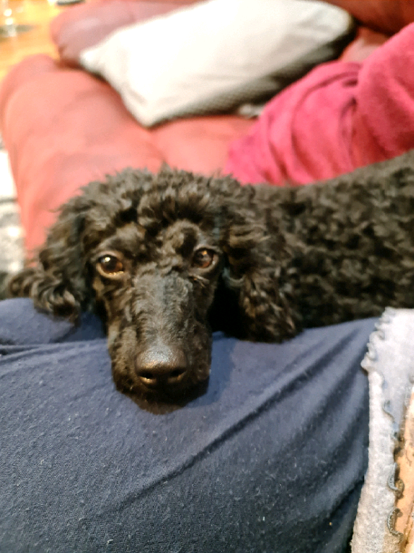 Poodle black female in Carryduff Belfast Gumtree