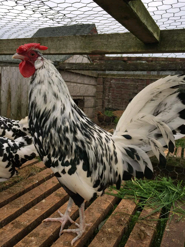 Silver spangled Hamburg bantams for sale hens chickens poultry in
