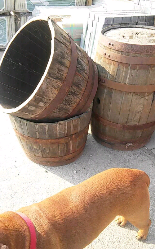 Wooden Barrels. Half or Full size available in Hucknall