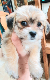 17 Top Pictures Maltese Puppy Price In Kerala - 45+ Bichon Frise Puppies Price In Kerala - l2sanpiero