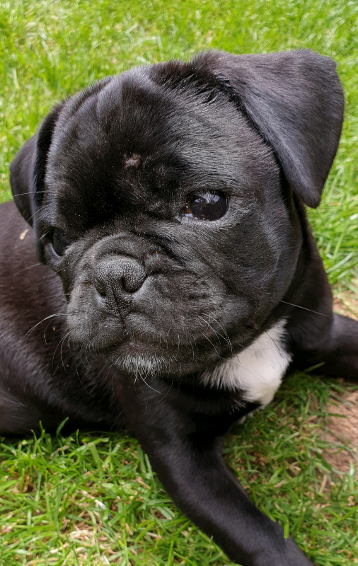Black female pug in Norwich, Norfolk Gumtree