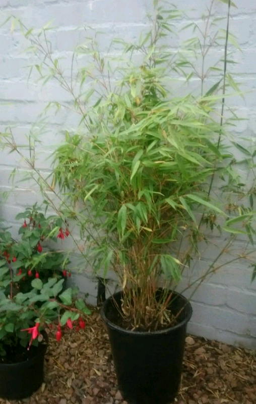 Dwarf Bamboo plant in Dundee Gumtree