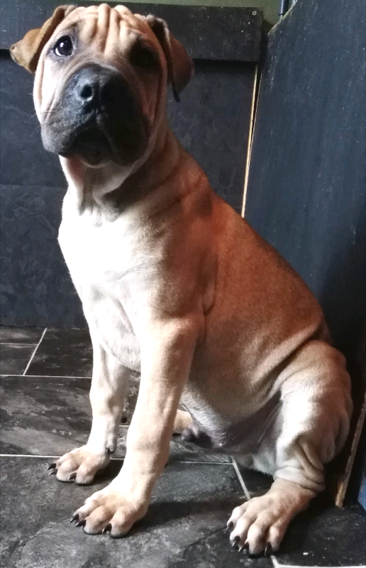 Sharpei x Cane Corso Puppies in Peacehaven, East Sussex Gumtree