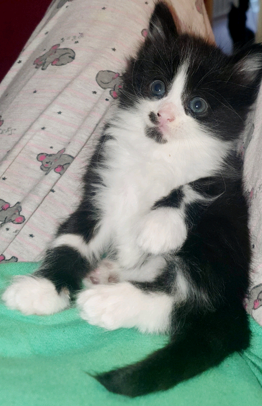 Persian x ragdoll kittens in Crawley, West Sussex Gumtree