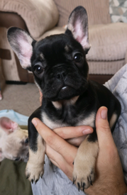 French Bulldog In Norfolk Dogs Puppies For Sale Gumtree