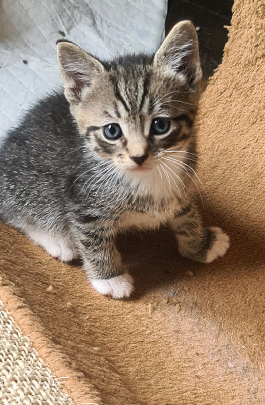 2 Kittens left | in Salisbury, Wiltshire | Gumtree