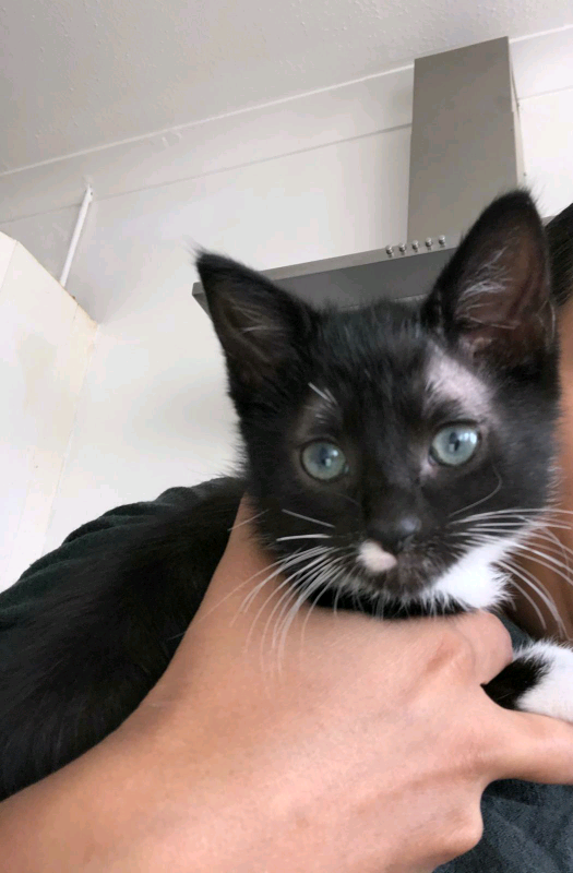 5 Bengal/Ragdoll mix breed Kittens | in Portsmouth, Hampshire | Gumtree