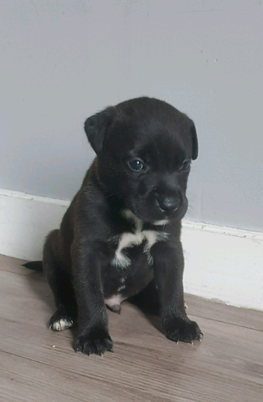 Staffador puppies in Falkirk Gumtree