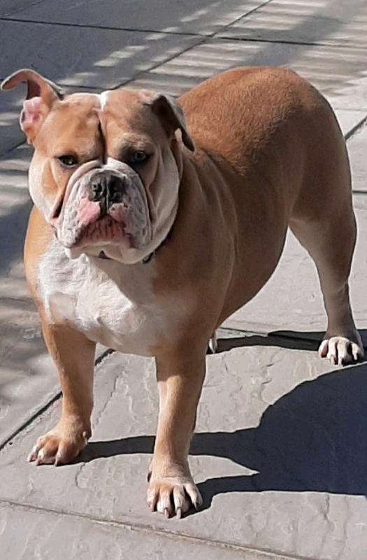 Blue fawn english bulldog girl in Leeds, West Yorkshire Gumtree