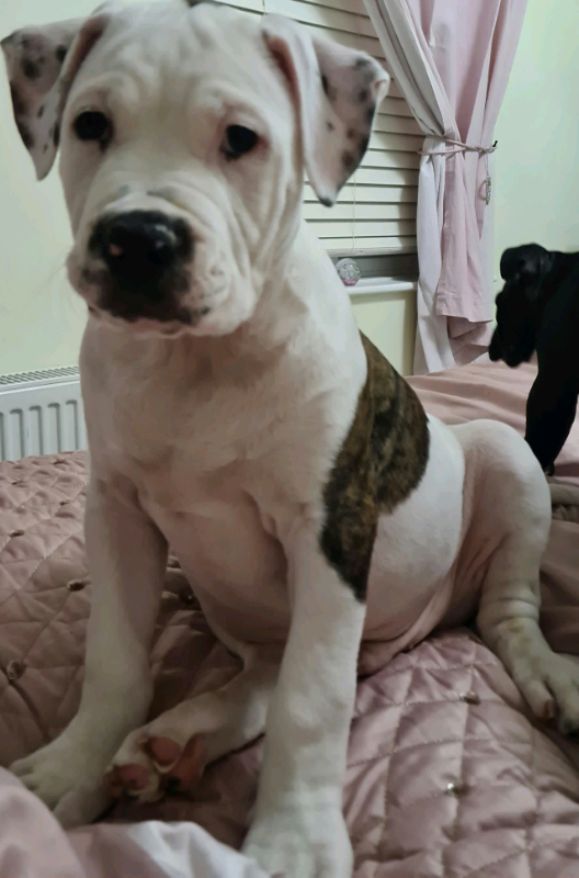 READY NOW Litter of 12 stunning xl american bully puppies in Evesham, Worcestershire Gumtree