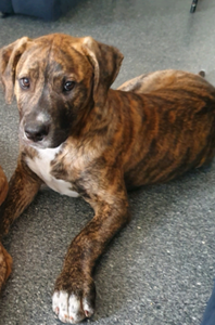 American bulldog arab dun | Dogs &amp; Puppies | Gumtree Australia Brisbane North West - Stafford