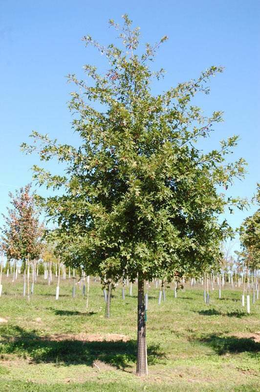 Pin Oak Tree, 12-18
