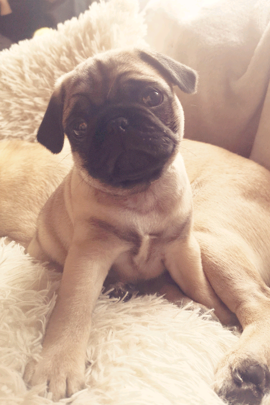Pug Puppies for sale. 2 boys left 9 weeks. in Menai Bridge