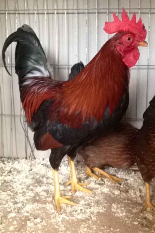 Welsummer bantam chickens in Dunfermline, Fife Gumtree