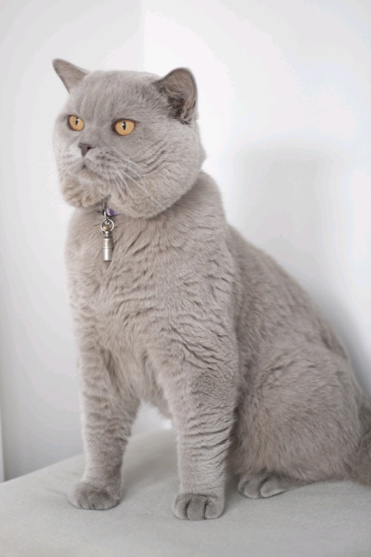 British Blue British Shorthair Ideas Of British Shorthair Britishshorthair British Blue The Post British Britisch Kurzhaar Kurzhaar Katzen Bkh Katzen