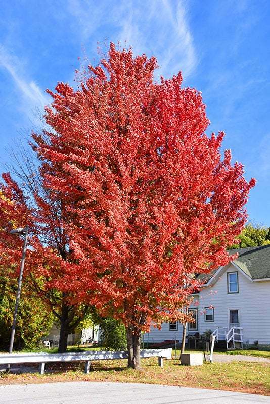 Celebration Maple Tree, Quart Pot, 1-2 Feet In Height