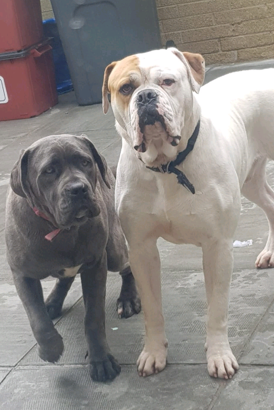American bulldog and Cane corso in Ballymena, County Antrim Gumtree
