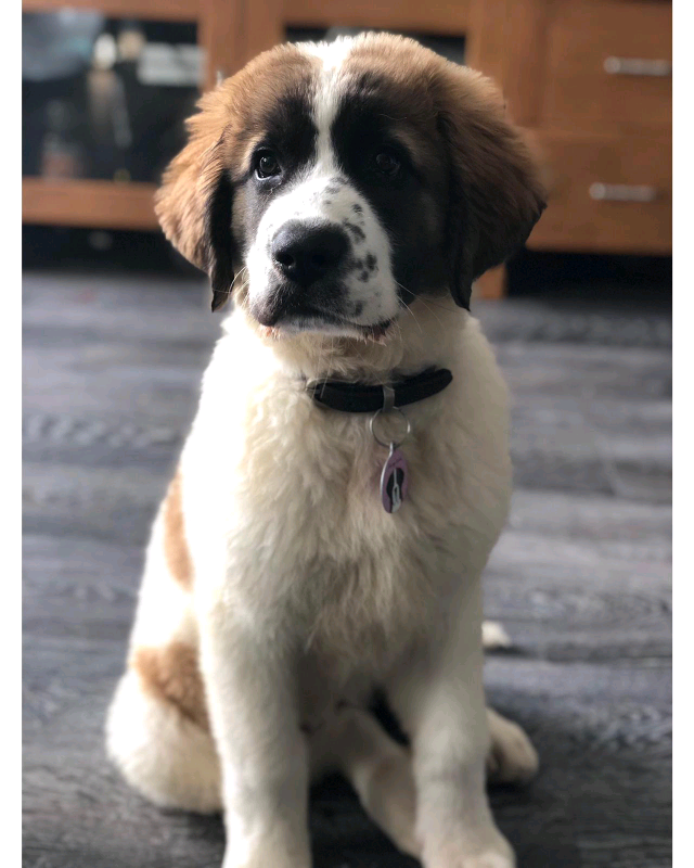 St Bernard X Leonberger Puppy in Gorleston, Norfolk Gumtree