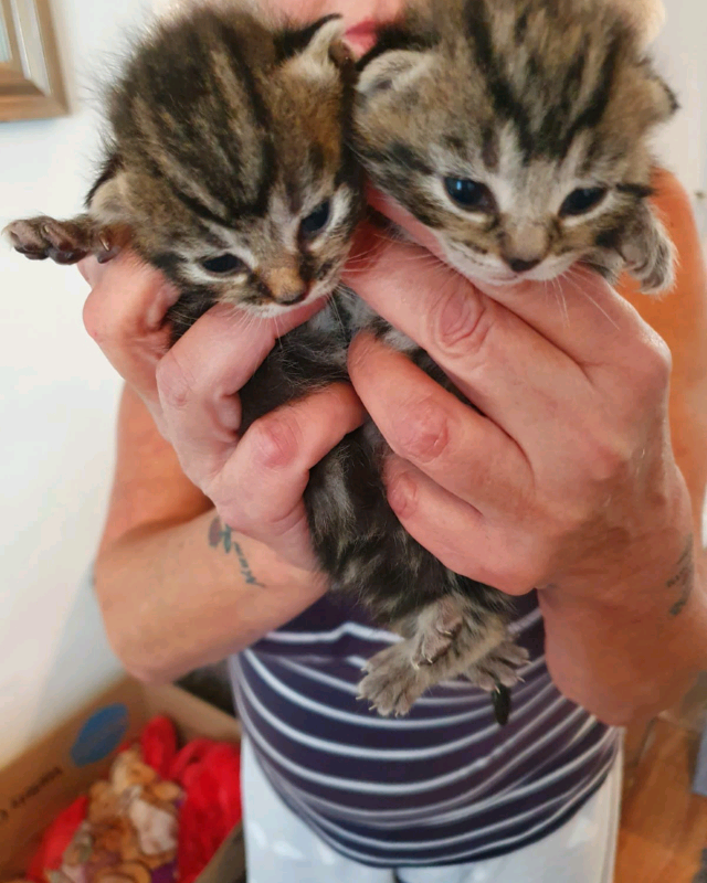 Bengal cross kittens for sale! in Southampton, Hampshire Gumtree