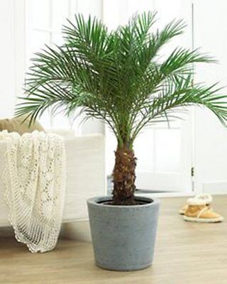 PHOENIX CANARIENSIS CANARY ISLAND PYGMY DATE PALM TREE SEEDS GROW