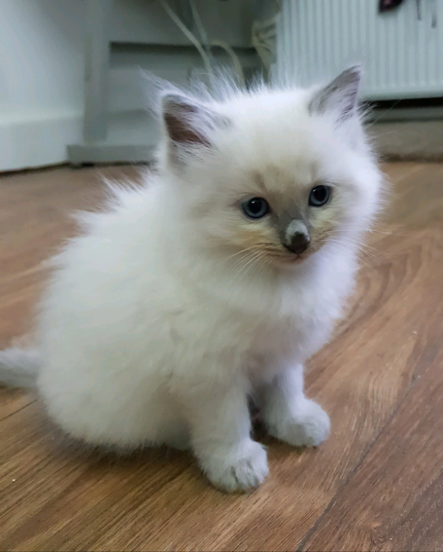 Beautiful Ragdoll kittens in Haslingden, Lancashire Gumtree