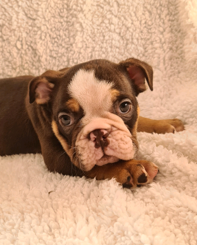 English Bulldog Puppies In Plymouth Devon Gumtree
