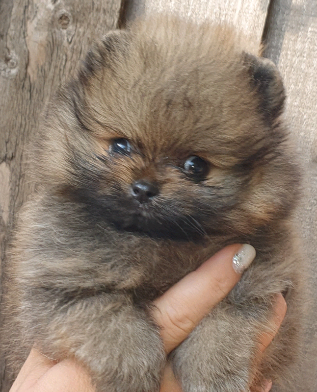 Pomeranian boy in Peterborough, Cambridgeshire Gumtree