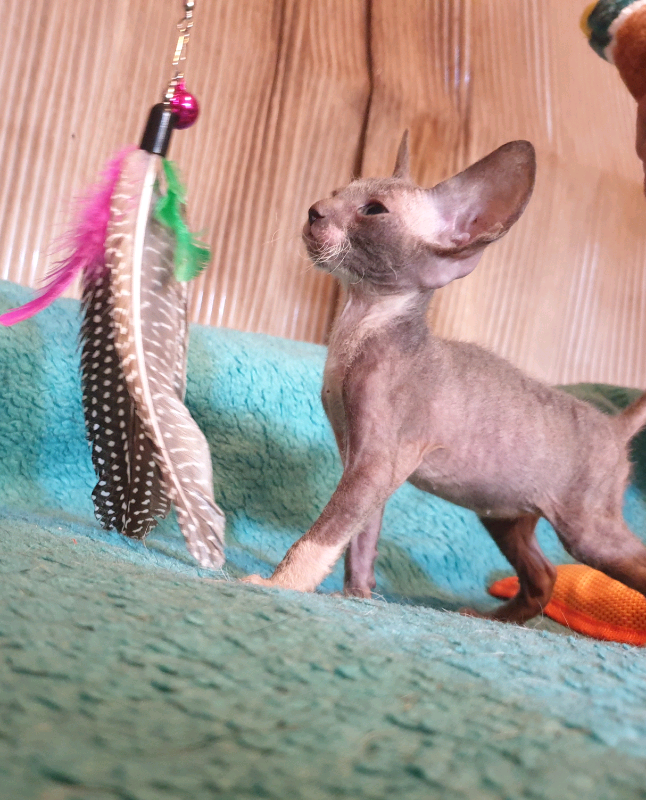 Cornish rex kittens | in Tredegar, Blaenau Gwent | Gumtree