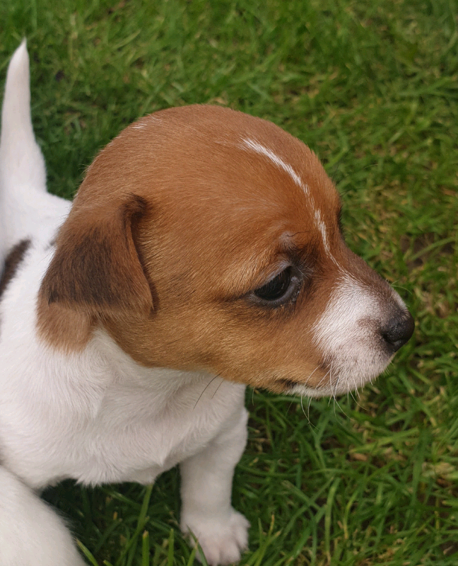 Puppies for sell | in Bramley, Hampshire | Gumtree