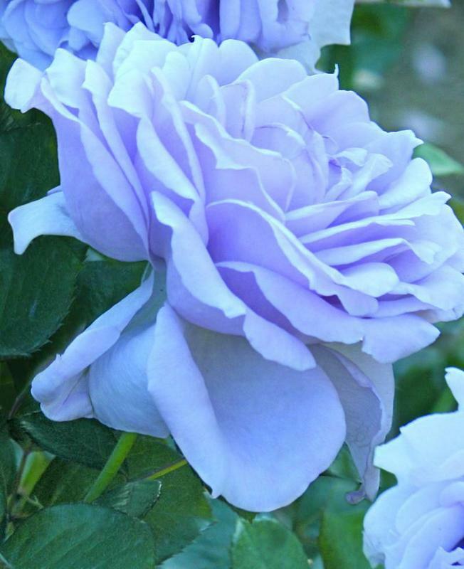Blue Moon Tea Rose Bush -  PREORDER!