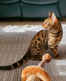 4 Month Old Kittens Ready To Leave Now In Irvine North Ayrshire Gumtree