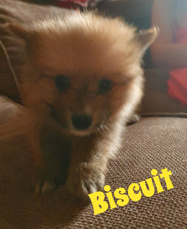 3 Pomeranian puppies | in Prestwich, Manchester | Gumtree
