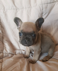 Puppies In Harrogate North Yorkshire Dogs Puppies For