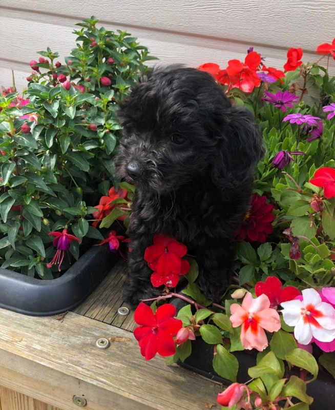 Toy Poodle X Chihuahua Puppies For Sale NSW
