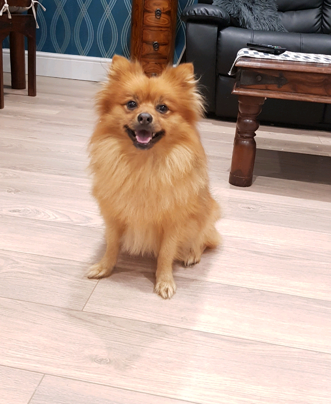 Pomeranian Boy For Sale in Hornchurch, London Gumtree